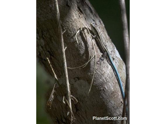 Pacific Bluetail Skink (Emoia caeruleocauda)