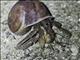 Calvipes Hermit Crab (Coenobita calvipes)