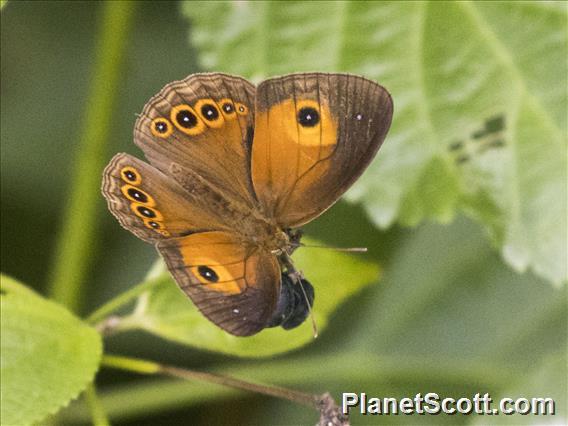 Hewitson's Bushbrown (Mycalesis phidon)