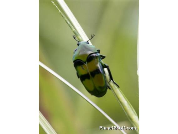 Scarab Beetle (Ischiopsopha bifasciata)