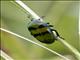 Scarab Beetle (Ischiopsopha bifasciata)