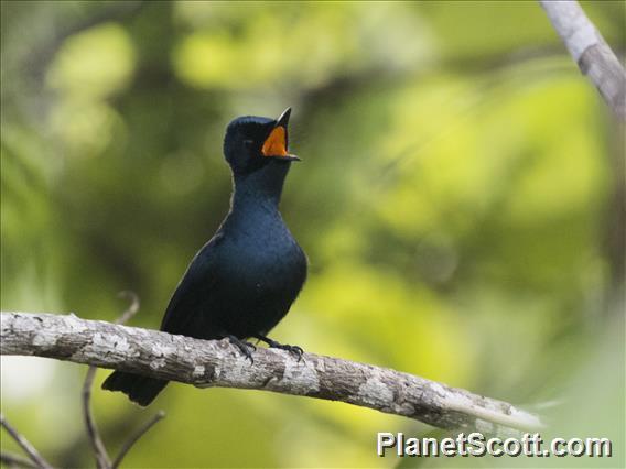 Shining Flycatcher (Myiagra alecto)