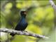 Shining Flycatcher (Myiagra alecto)