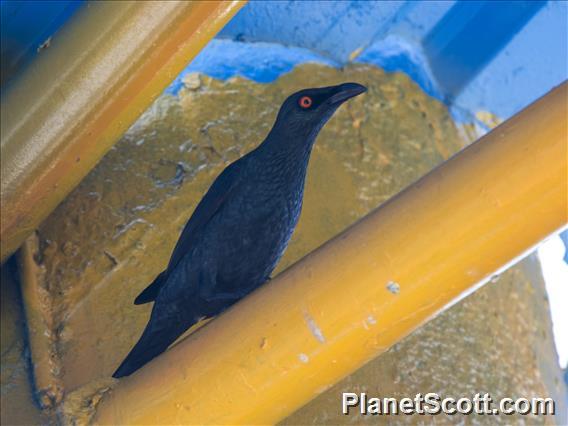 Metallic Starling (Aplonis metallica)