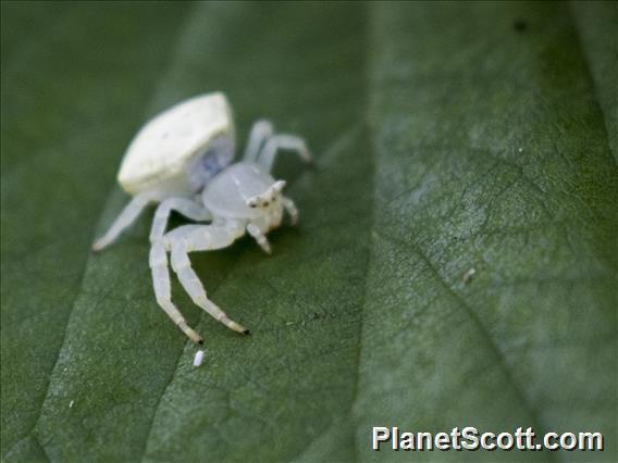 Spectacular Crab Spider (Thomisus spectabilis)