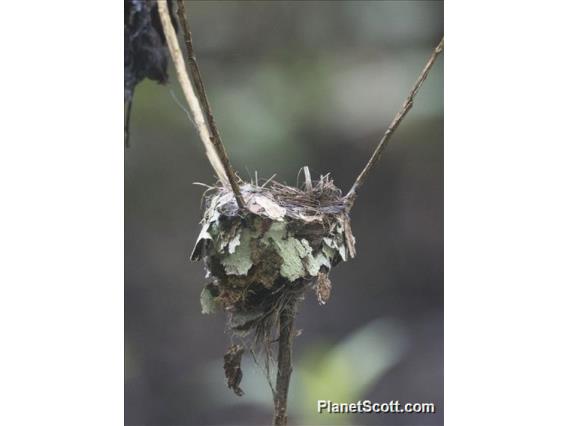 Raja Ampat Pitohui (Pitohui cerviniventris) - Nest