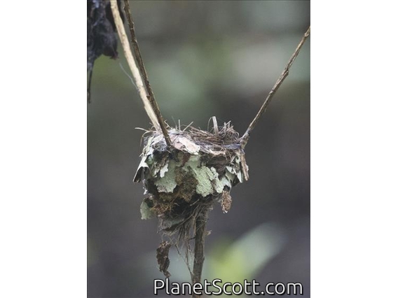 Shining Flycatcher - Nest