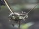 Shining Flycatcher - Nest