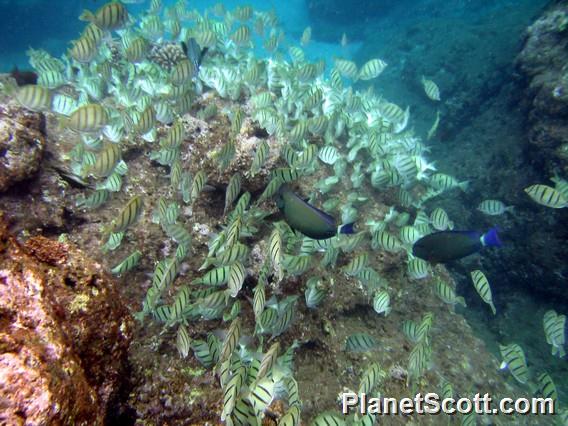 Convict Surgeonfish (Acanthurus triostegus)