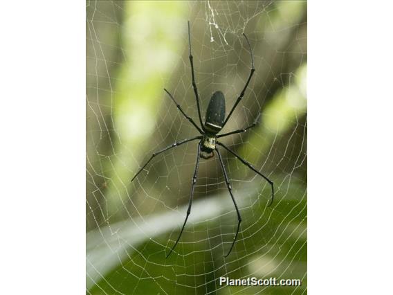 Giant Golden Orbweaver Spider (Nephila pilipes)