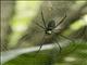 Giant Golden Orbweaver Spider (Nephila pilipes)