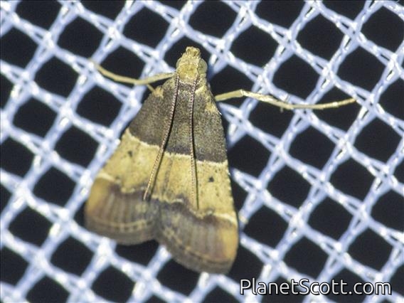 Meal Moth (Pyralis sp)