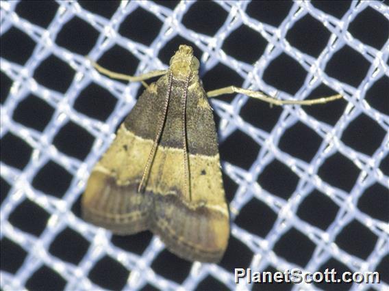 Pyralid Snout Moth (Pyraliidae sp)