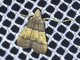 Meal Moth (Pyralis sp)