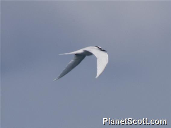 Black-naped Tern (Sterna sumatrana)