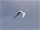 Black-naped Tern (Sterna sumatrana)