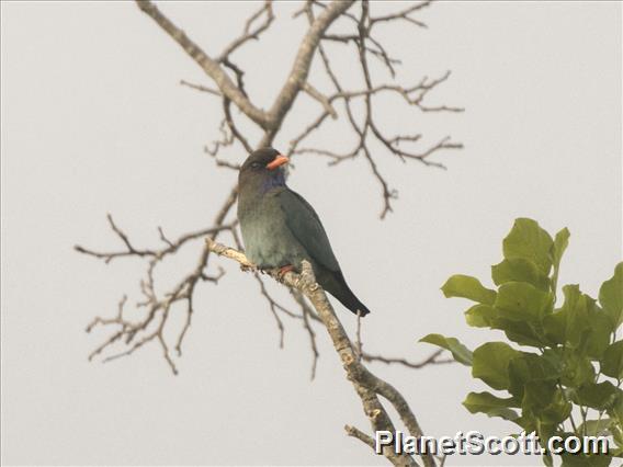 Dollarbird (Eurystomus orientalis)