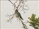 Dollarbird (Eurystomus orientalis)