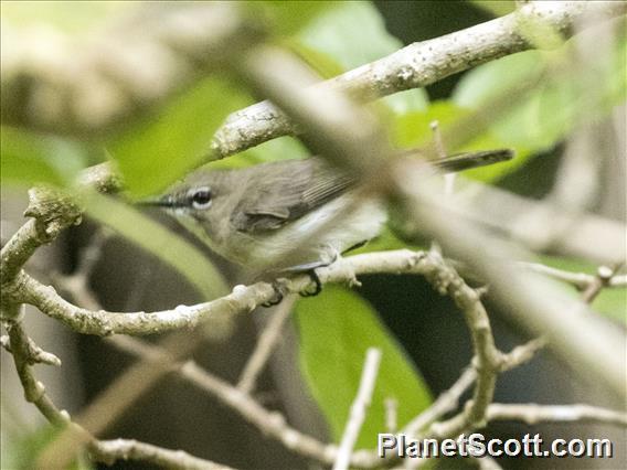 Large-billed Gerygone (Gerygone magnirostris)