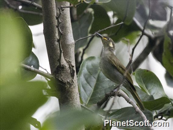 Mimic Honeyeater (Microptilotis analogus)