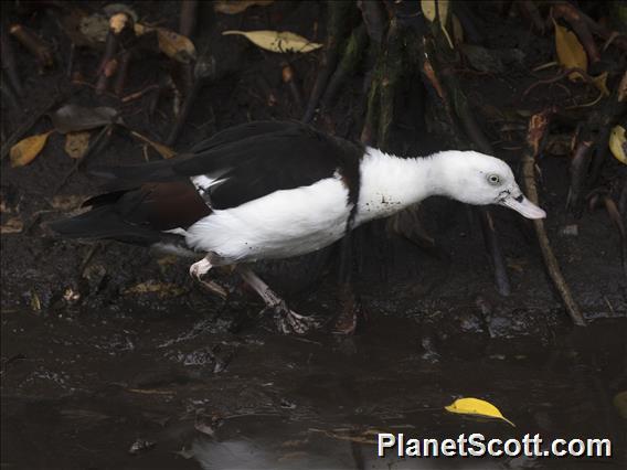 Radjah Shelduck (Radjah radjah)