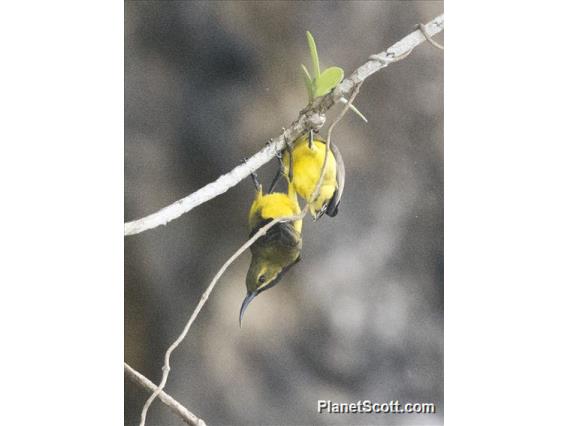 Sahul Sunbird (Cinnyris frenatus) - Male