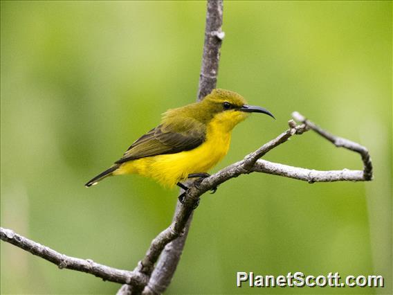 Sahul Sunbird (Cinnyris frenatus) - Female