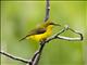 Sahul Sunbird (Cinnyris frenatus) - Female