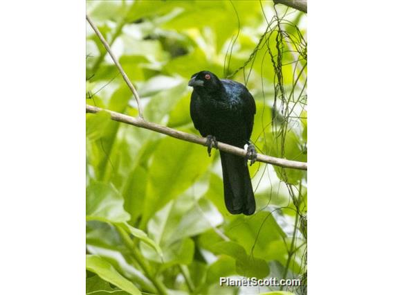 Glossy-mantled Manucode (Manucodia ater)