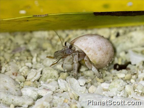 Tawny Hermit Crab (Coenobita rugosus)