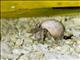 Tawny Hermit Crab (Coenobita rugosus)