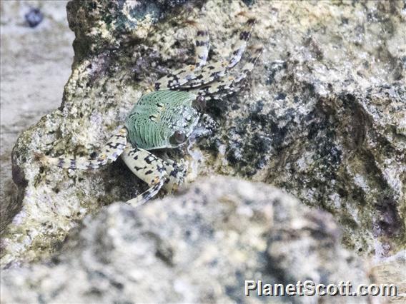 Mottled Lightfoot Crab (Grapsus albolineatus)