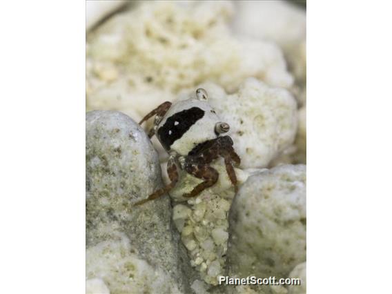 Mottled Crab (Metasesarma obesum)