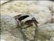 Mottled Crab (Metasesarma obesum)