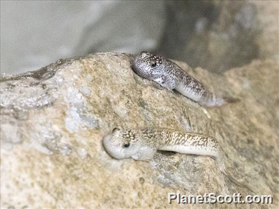 New Guinea Mudskipper (Periophthalmus novaeguineaensis)