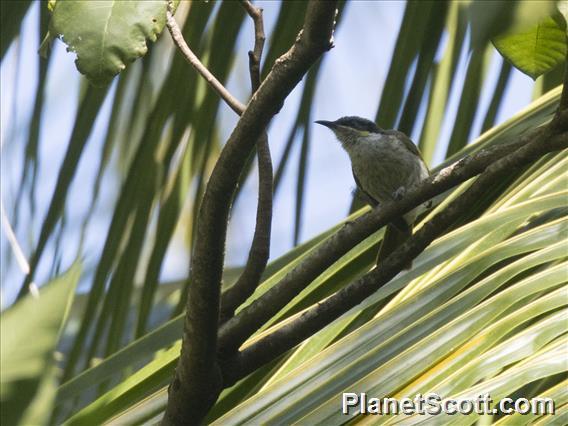 Varied Honeyeater (Gavicalis versicolor)