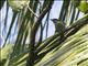 Varied Honeyeater (Gavicalis versicolor)