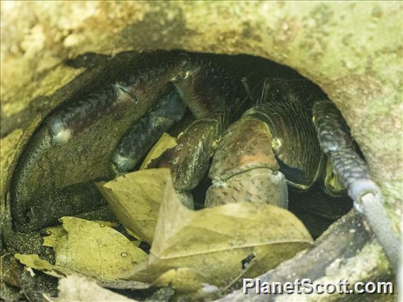 Coconut Crab (Birgus latro)