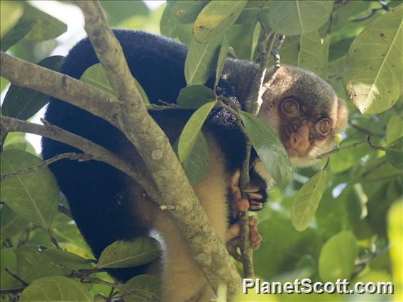 Northern Common Cuscus (Phalanger orientalis)