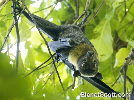 Spectacled Flying Fox (Pteropus conspicillatus)