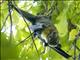 Spectacled Flying Fox (Pteropus conspicillatus)