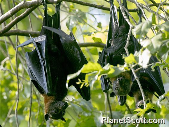 Spectacled Flying Fox (Pteropus conspicillatus)