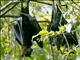 Spectacled Flying Fox (Pteropus conspicillatus)