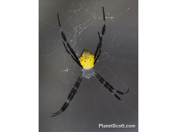 Hawaiian Garden Spider (Argiope appensa)