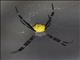 Hawaiian Garden Spider (Argiope appensa)