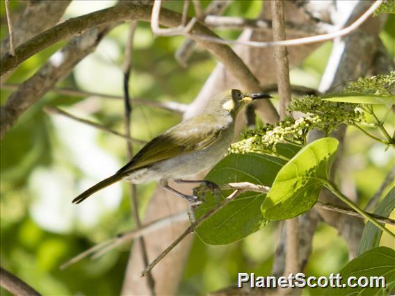 Olive Honeyeater (Lichmera argentauris)