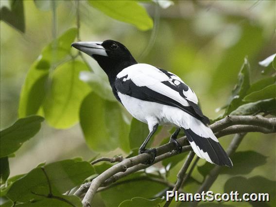 Hooded Butcherbird (Cracticus cassicus)