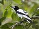 Hooded Butcherbird (Cracticus cassicus)