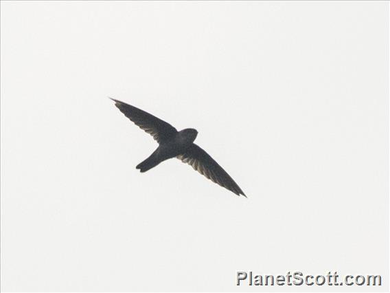 Uniform Swiftlet (Aerodramus vanikorensis)