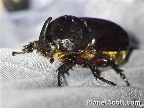 Coconut Rhinoceros Beetle (Oryctes rhinoceros)